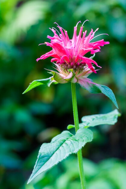 Rode Monarda (Monarda-didyma) bloemclose-up