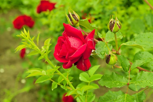 Rode mooie roos groeit in de tuin