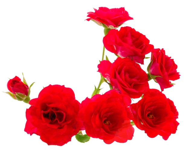 Rode mooie rozen