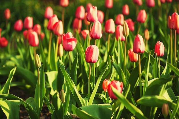 Rode mooie tulpen veld in de lente bloemen achtergrond