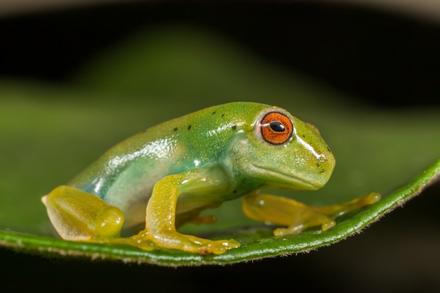 Rode ogen groene kikker op blad