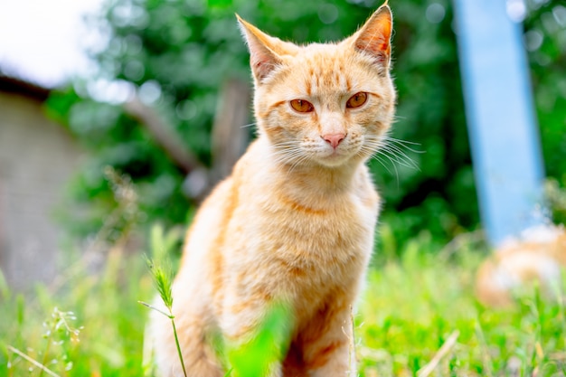 Rode ogen van een kat op straat