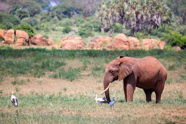 Rode olifant loopt in de savanne van Kenia