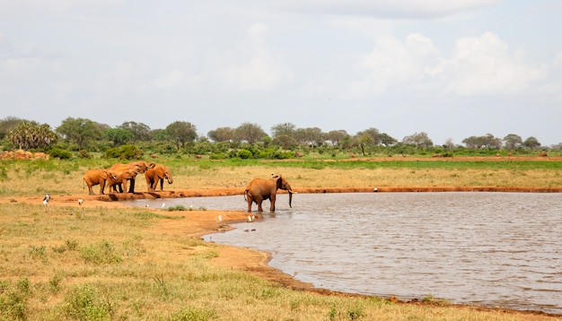 Rode olifanten die uit de waterput drinken