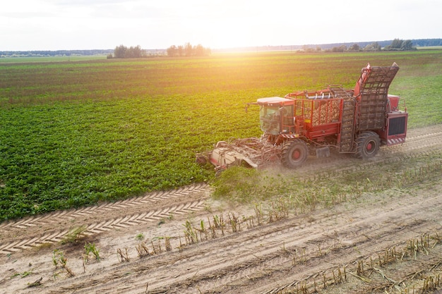 Rode oogstmachine verwijdert bieten uit het bovenaanzicht van het veld