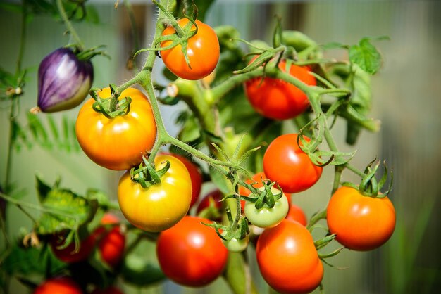rode, oranje en paarse tomaten groeien op een tak in een kas. Oogst van binnenlandse groenten.