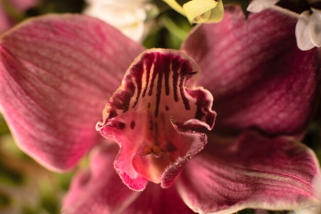 Rode orchidee bloem close-up selectieve aandacht zomer lente vakantie achtergrond wenskaart