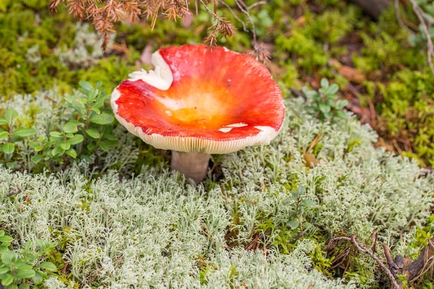 rode paddenstoel in het bos