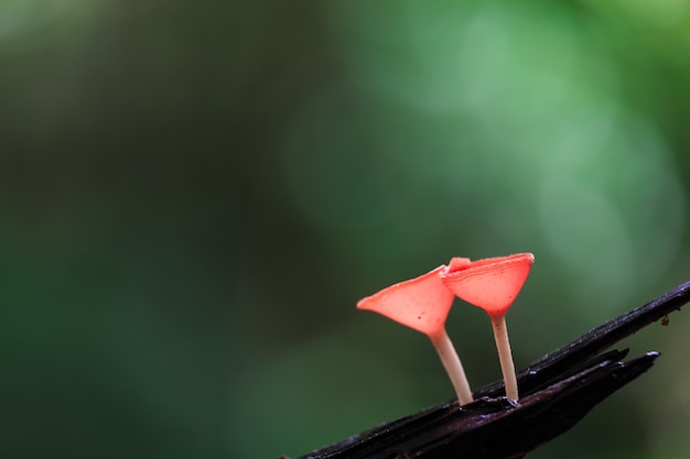 Rode paddenstoelen, ROZE BRANDKOP Paddestoel, Tarzetta Rosea (Rea) Dennis, Pustuluria Rosea Rea