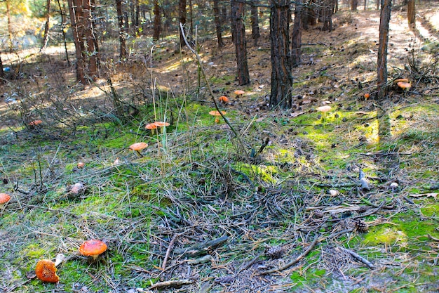 Rode paddestoel (Amanita Muscaria, Fly Ageric, Fly Amanita) in herfstbos