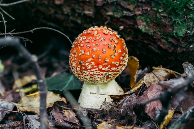 rode paddestoel vliegenzwam giftig en gevaarlijk in de herfst bos