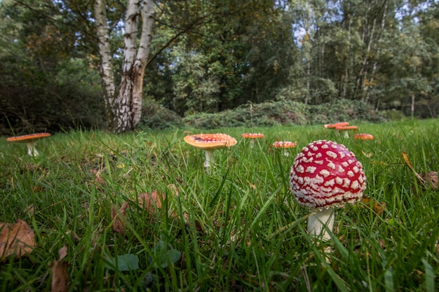 Rode Paddestoelen in de natuur (Amanita muscaria)