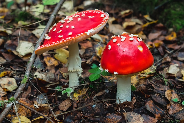 Rode paddestoelen in het forest