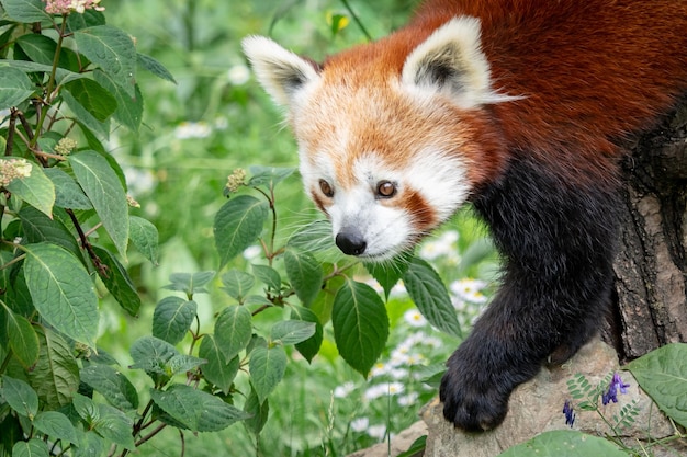 Rode panda Ailurus fulgens op de boom Schattige pandabeer in boshabitat