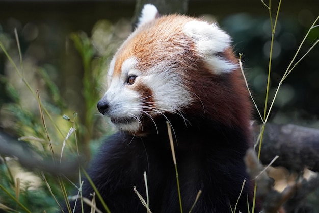 Rode panda close-up portret op zoek naar jou