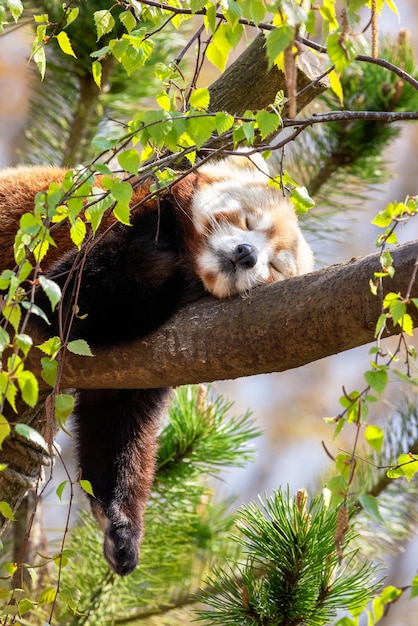 Rode panda die in een boom slaapt