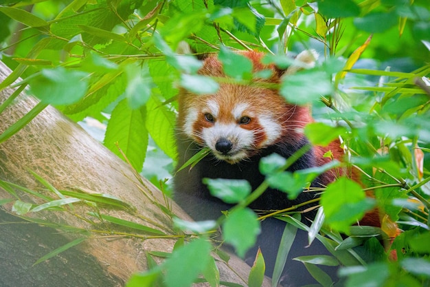 Rode panda in bos Rode panda liggend op de boom met groene bladeren in de natuur ogende habitat