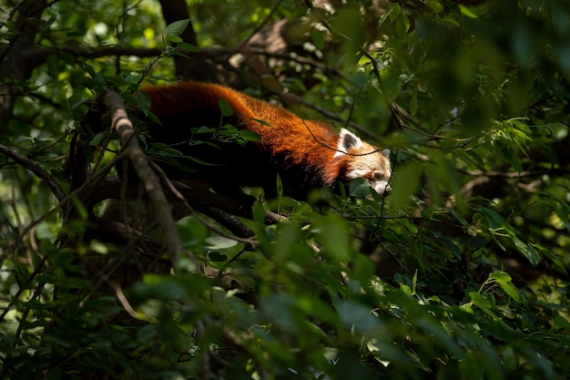 Rode panda in een boom in het bos