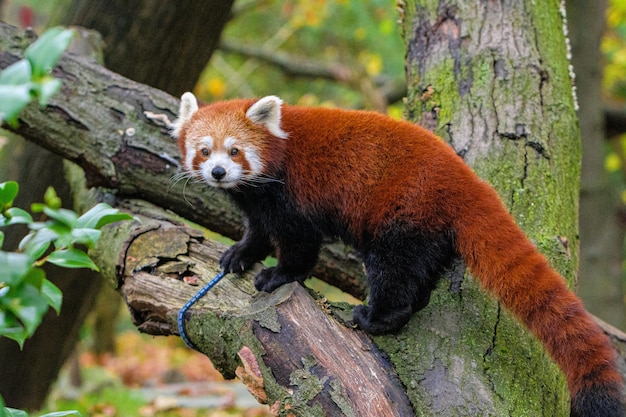 Rode panda in een boom Rode panda op boomstam in het bos Mooie rode panda