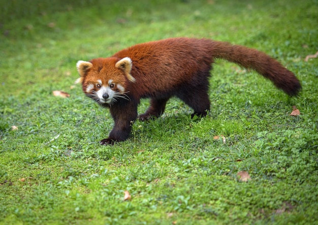 Rode panda loopt op een gras camera kijken