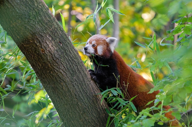 Rode panda op een boom op een zonnige dag rode panda dier