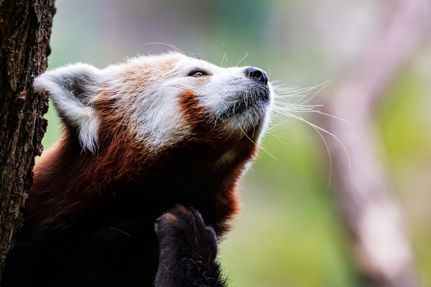 Rode panda Zoogdieren en zoogdieren Landwereld en fauna Wildlife en zoölogie