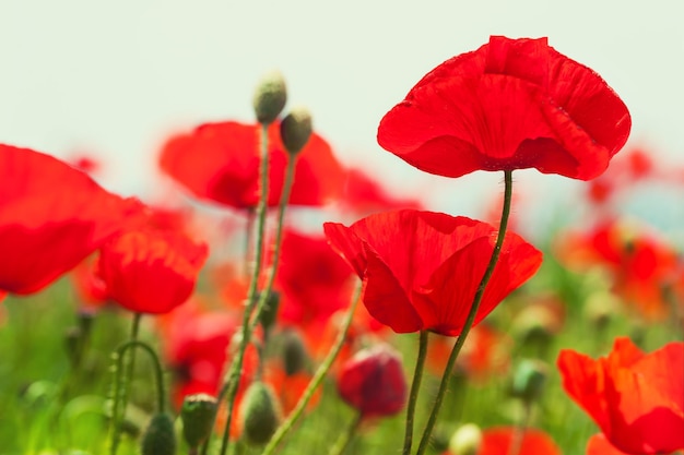 Rode papaver bloeit in het voorjaar. Macrobeeld, geringe scherptediepte