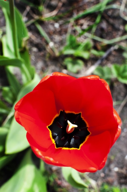 Rode papaver bloem bovenaanzicht in de tuin in de lente mooi