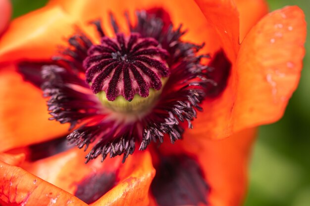 Rode papaver bloem close-up met bruine achtergrond