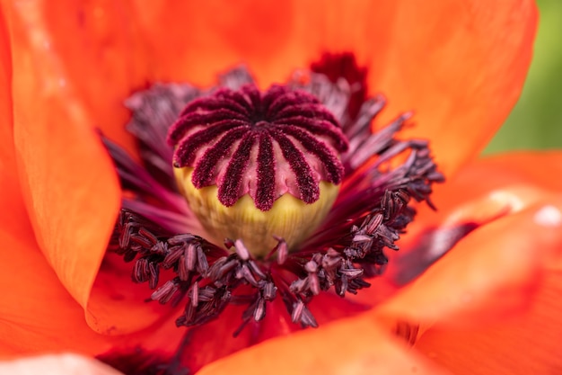 Rode papaver bloem close-up op wazig vegetatie achtergrond