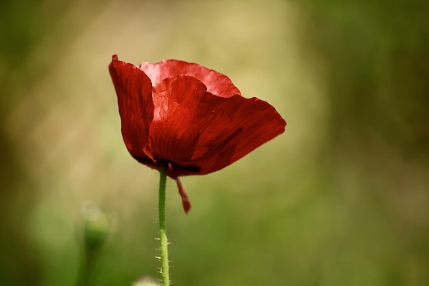 Rode papaver bloemen bloeien in het groene grasveld, bloemen natuurlijke lente achtergrond, kan worden gebruikt als afbeelding voor herdenkings- en verzoeningsdag