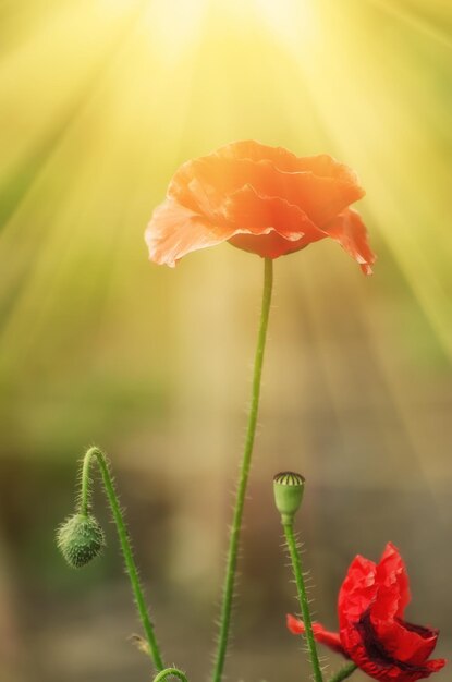 Rode papaver bloemen bloeien in het groene grasveld bloemen natuurlijke lente achtergrond kan worden gebruikt als afbeelding voor herdenkings- en verzoeningsdag