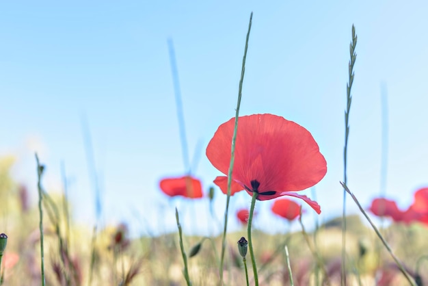 Rode papaver bloemen in het veld Weide van wilde bloemen met klaprozen tegen de hemel in het voorjaar