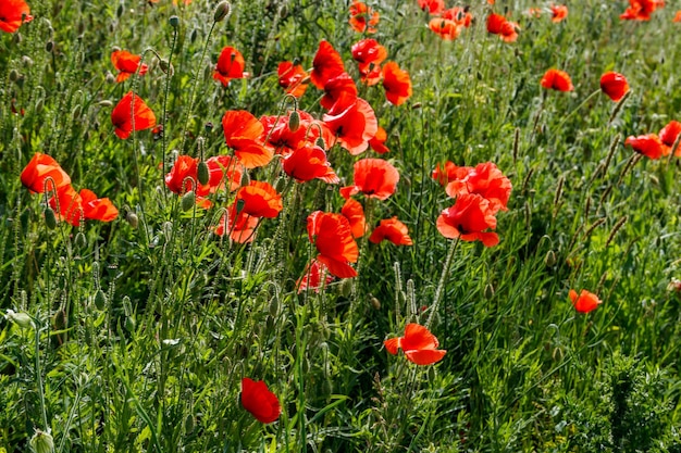 Rode papaver bloemen op een groene weide