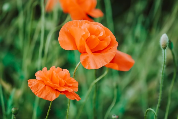 Rode papaver bloemen Wildflowers op zomer veld