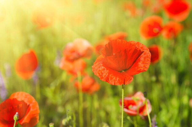 Rode papaver in een groen grasveld met zonlicht, natuurlijke bloemen vintage achtergrond