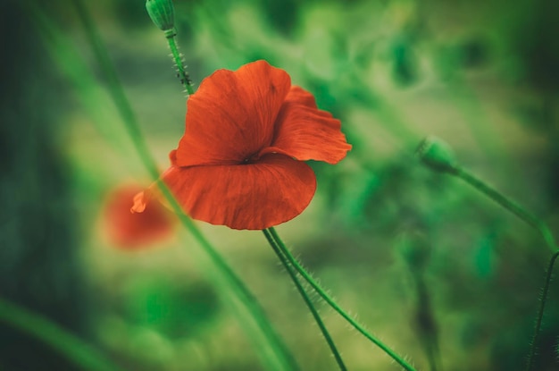 Rode papaver in een groen grasveld, natuurlijke bloemen vintage achtergrond