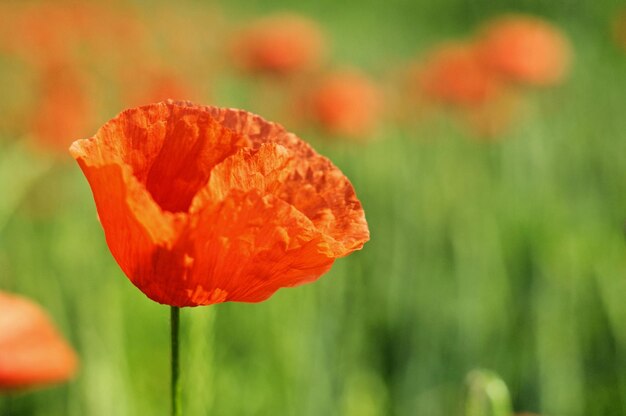 Rode papaver in een groen tarweveld