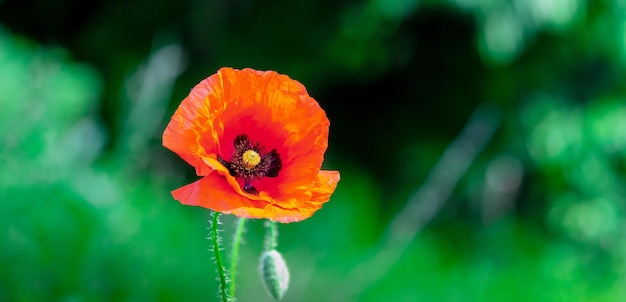 Rode papaver in een veld op een donkergroene achtergrond