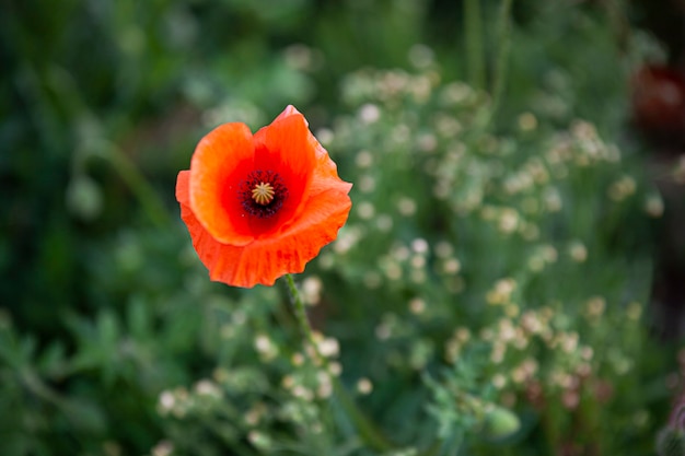 Rode papaver in het gras in de lente, afbeelding met selectieve focus