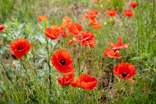 Rode papaver op het veld