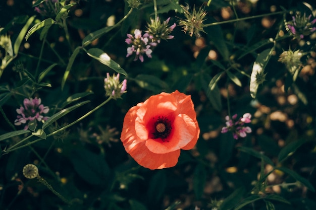 rode papaver op het veld