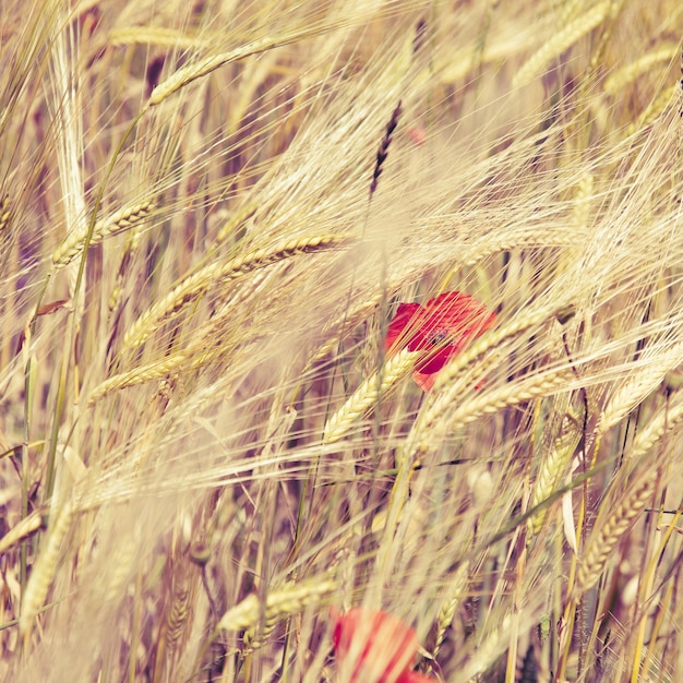 Foto rode papaver te midden van tarwe op het veld