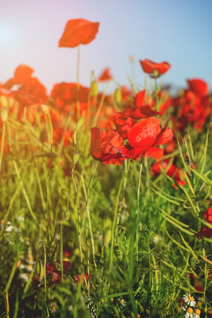 Rode papaver veld