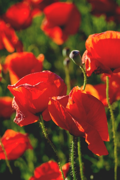 Rode papaver veld