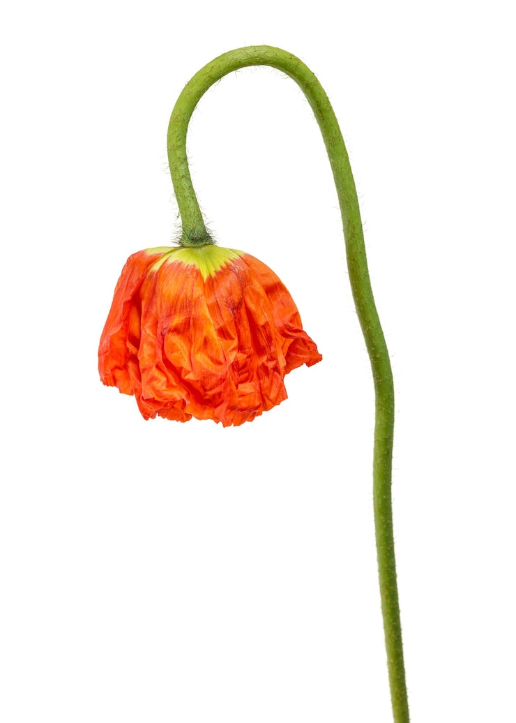 Foto rode papaverbloem doorzichtig png