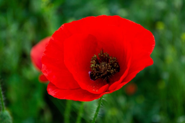 Rode papaverbloem in contrast met groene achtergrond