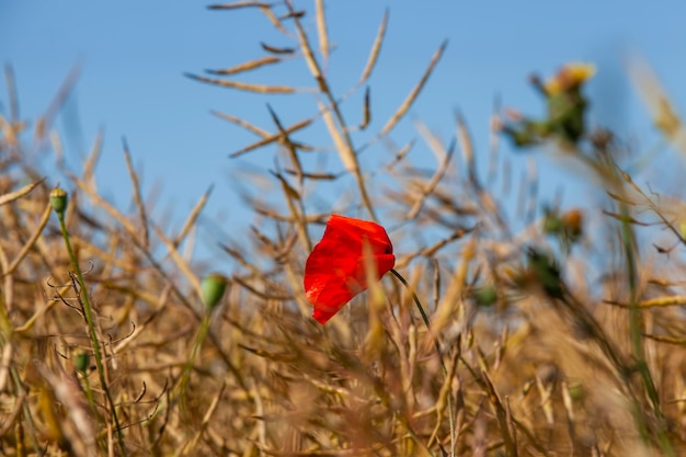 Rode papaverbloem in het lenteseizoen