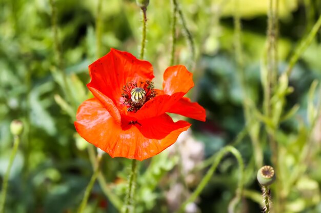 Rode papaverbloem in zonlicht