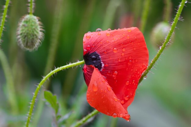 Rode papaverbloem met druppels